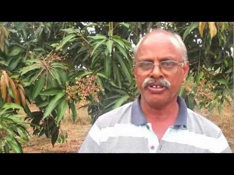how to practice zero budget natural farming