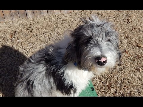 how to train aussiedoodle