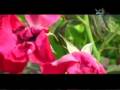 Isjud Ya Qamar - Nazar Al-Qatari - اسجد يا قمر - نزار القطري