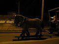 draft horses, New Glasgow, Christmas Light Up, 19th November 2009
