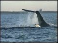 Fundy Whales