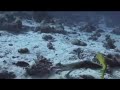 Octopus. Film from Boris Yanovsky