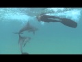 Dolphin Encountours .m4v