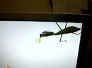 wasabi - attack - mantis wasabi - attack - mantis