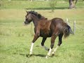 movie trailer - roaring hooves of thunder - beat of my heart movie trailer - roaring hooves of thunder - beat of my heart