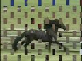horses rock!!!!!