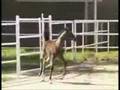 horses rock!!!!!
