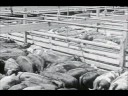 One Day as a Lion - One Day as a Lion music video