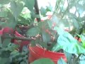 May 2013 hot pepper grow update May 2013 hot pepper grow update