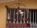 Canto curio classico