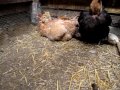 Click here to watch this video Hühnergarten: Huckepack