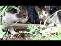 Having Lunch WB550 wide-screen HD video