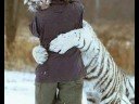 ANIMAL COLLECTION