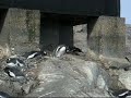 PC160127 - Gentoo feeding chick (small).MOV PC160127 - Gentoo feeding chick (small).MOV