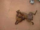 chispa chispa
