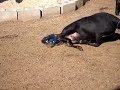 Ovelha parindo!