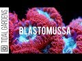 A secret crush on Blastomussa Pineapple Corals