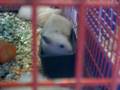 videos de topini (part2)