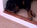 oshi duerme oshi duerme