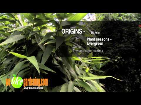 how to transplant tiger grass