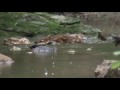 Saving fawn from drowning in creek.