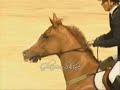 Horses- Like Whoa *~Happy Birthday dsmn and Fang!~* |800- 865 subscribers video|
