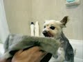 Funniest Videos New