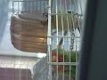 LOVEBIRD SHOWER