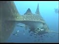 Whaleshark Whaleshark