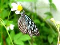 Some butterflies from Amami-oshima ???????? Some butterflies from Amami-oshima ????????