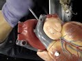 Heart Heart