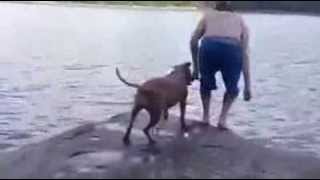 Reação de um cachorro pensando que seu dono esta em perigo