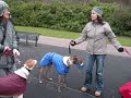 Fife Greyhound Recue Walk