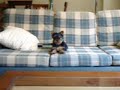 yako en el sof�