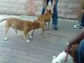 TRYING TO BREED A PITBULL