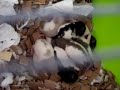 Baby pet rat kittens - 13 days old