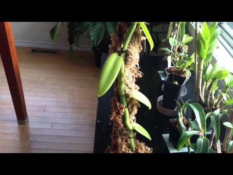 how to grow vanilla