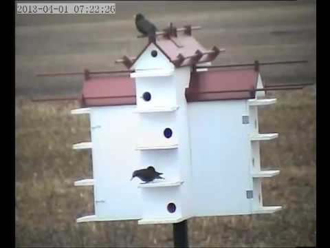 how to attract purple martins in ny