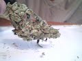 2 reefer strains - cool budshots