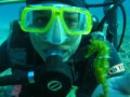 meeting a wild seahorse