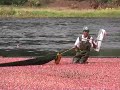 A Cranberry Harvest