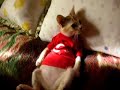 halis mulis T�rk Kedisi