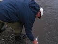 Awesome, Remote Alaska Fly Fishing!