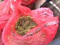 Skaneateles Lake Milfoil