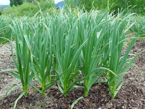 how to fertilize garlic in the spring