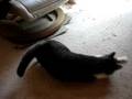 cat getting freaked out by a lazer pointer