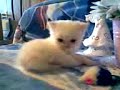 Persian kitten, soo cute! 4 weeks