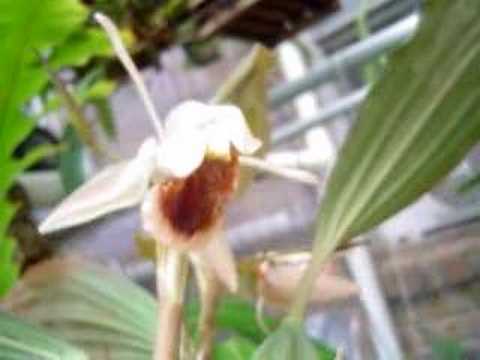 flower minute 8