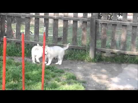 siberian husky