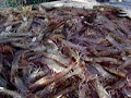 Shrimping Hilton Head Island,SC